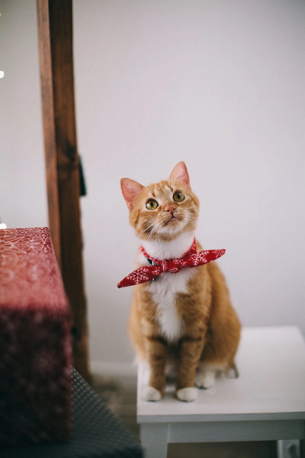 Cat with a hankerchief