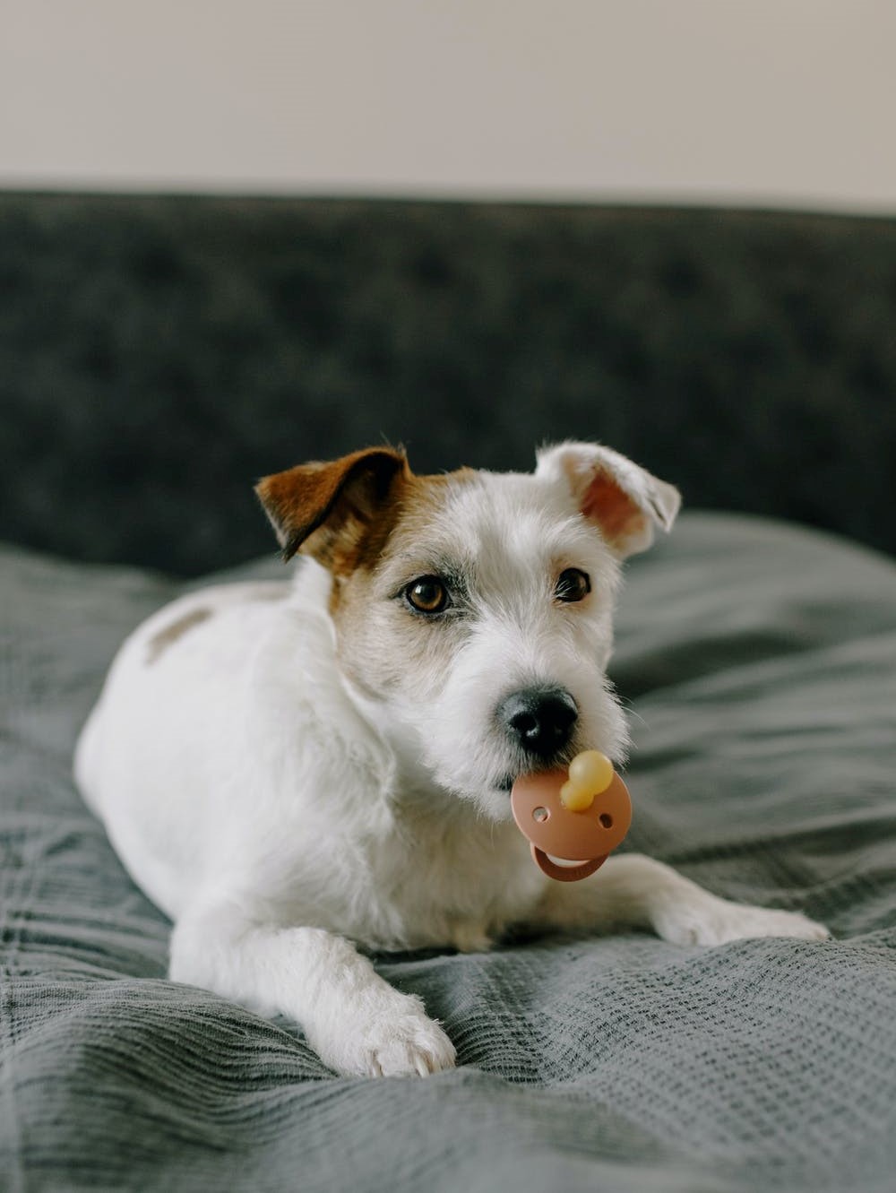 Dog with a toy