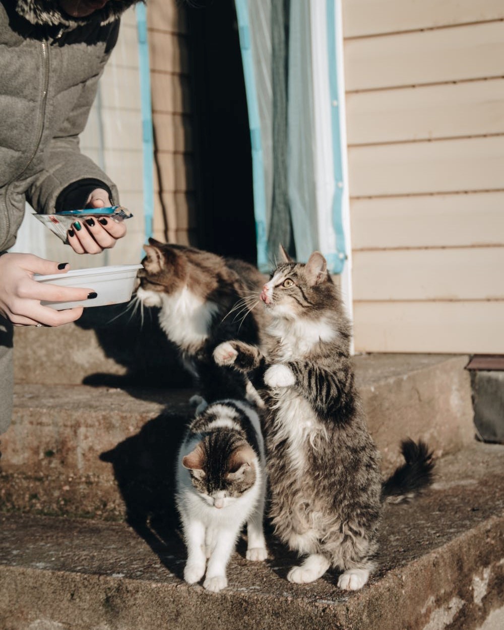 Cats on stairs