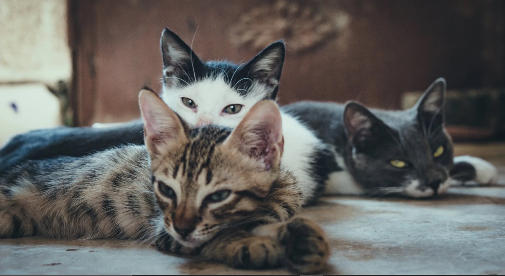 Three cats on floor