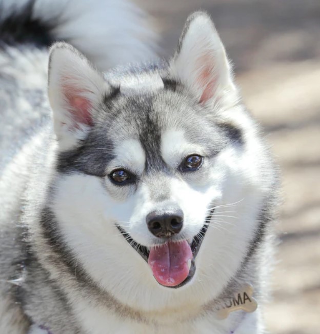 Alaskan Klee Kai