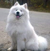 Samoyed