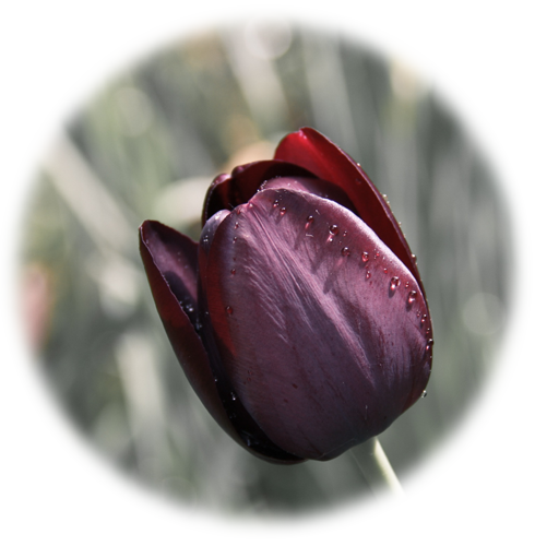 Tulip