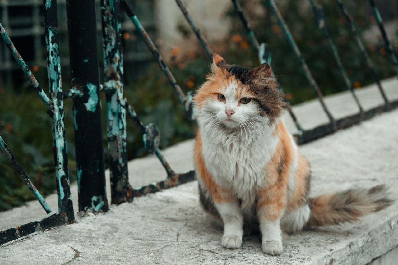 calico cat sitting by fence