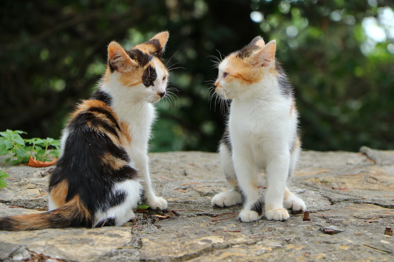 calico kittens sitting towards each other