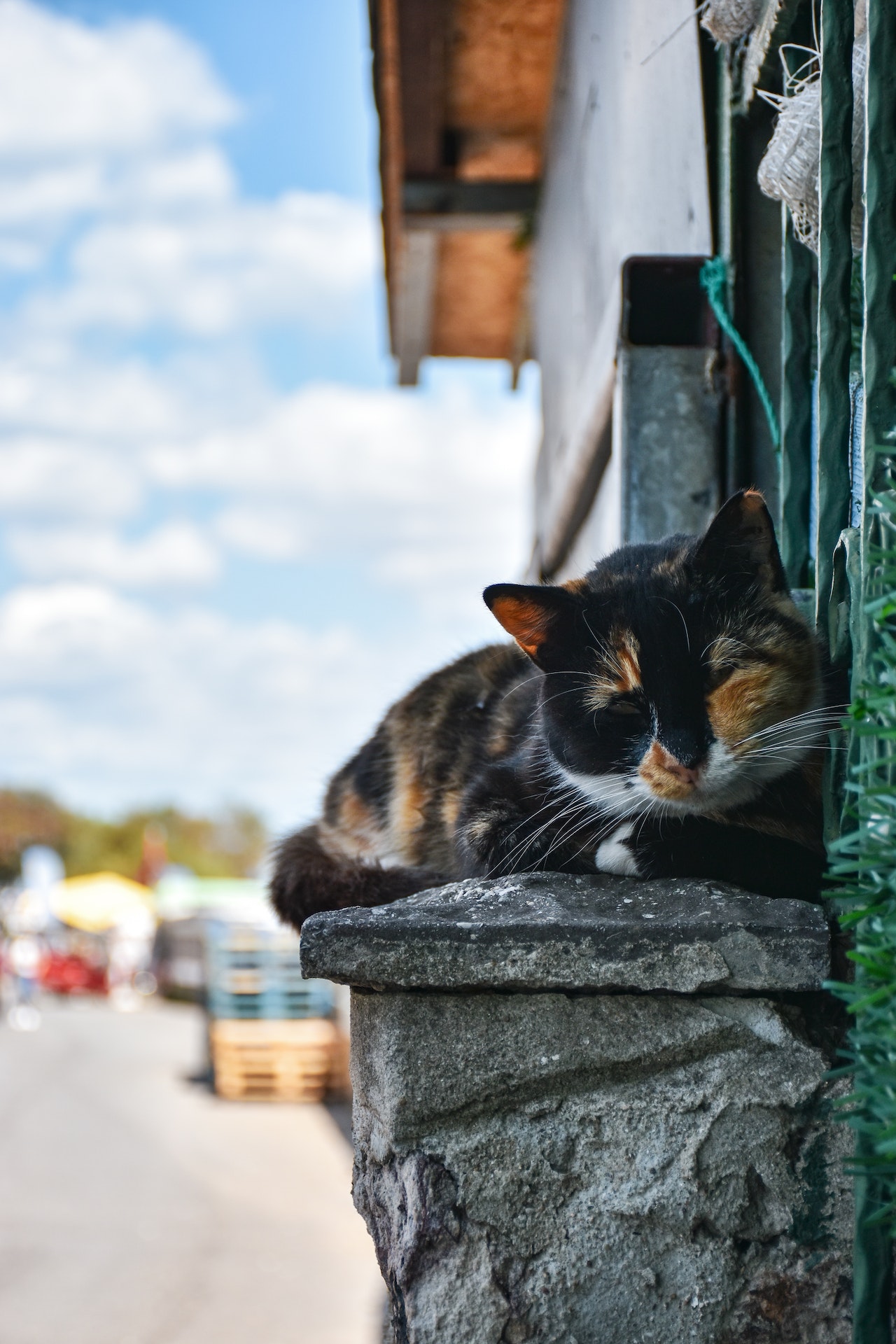 calico cat sleeping on a rock ledge